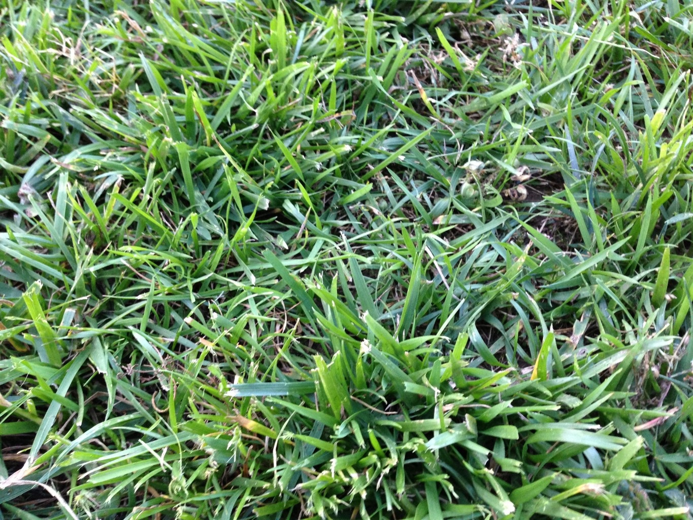 blades of tall fescue turfgrass lawn
