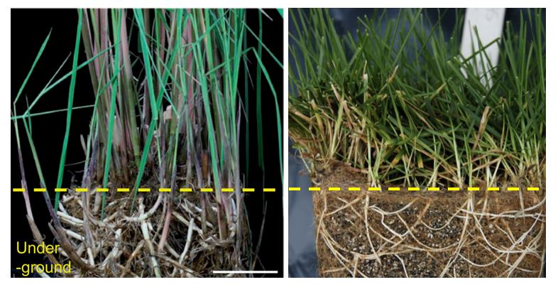 Rice plant adjacent to turf grass comparing rhizome growth
