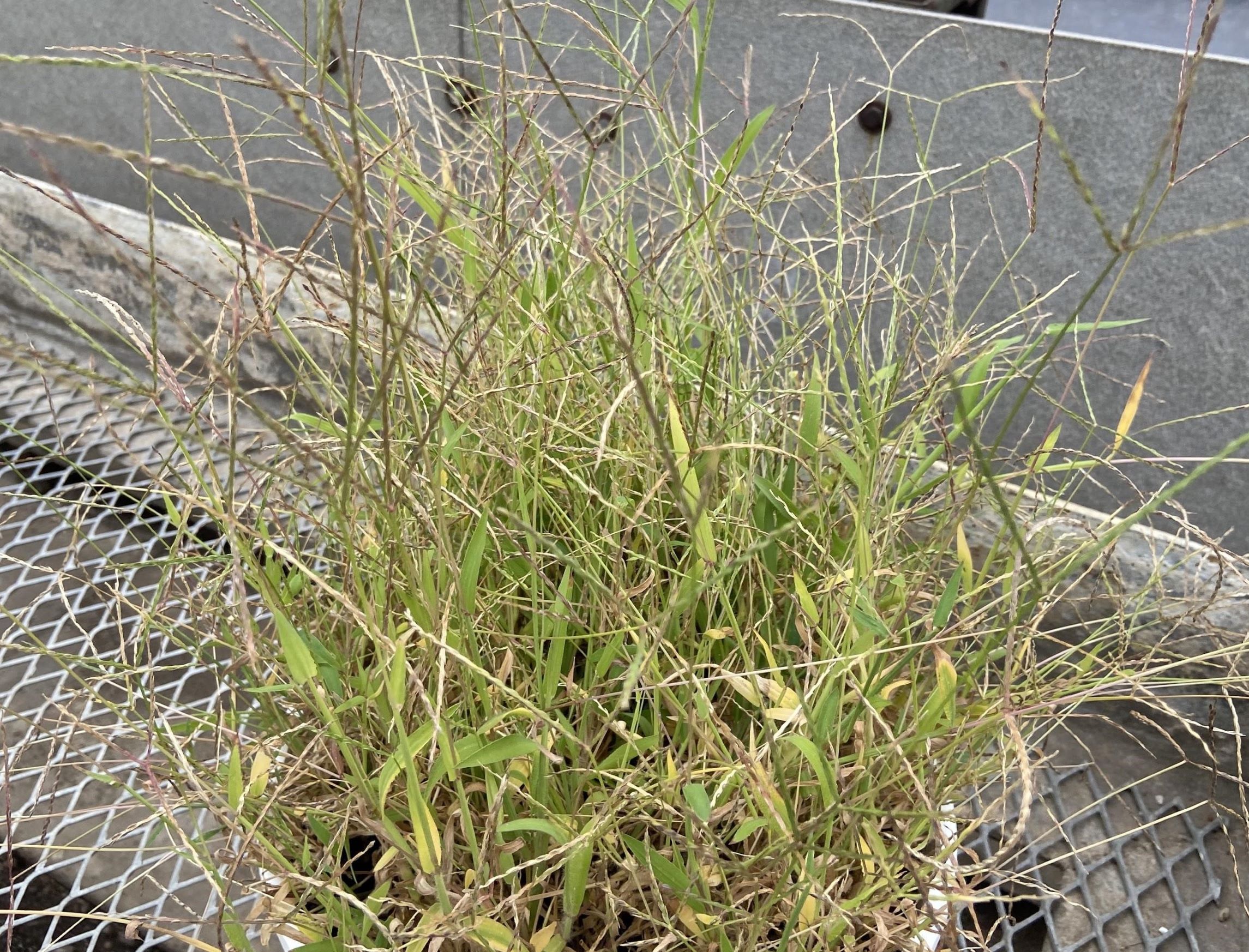 a pot of a grassy weed plant growing in the greenhouse