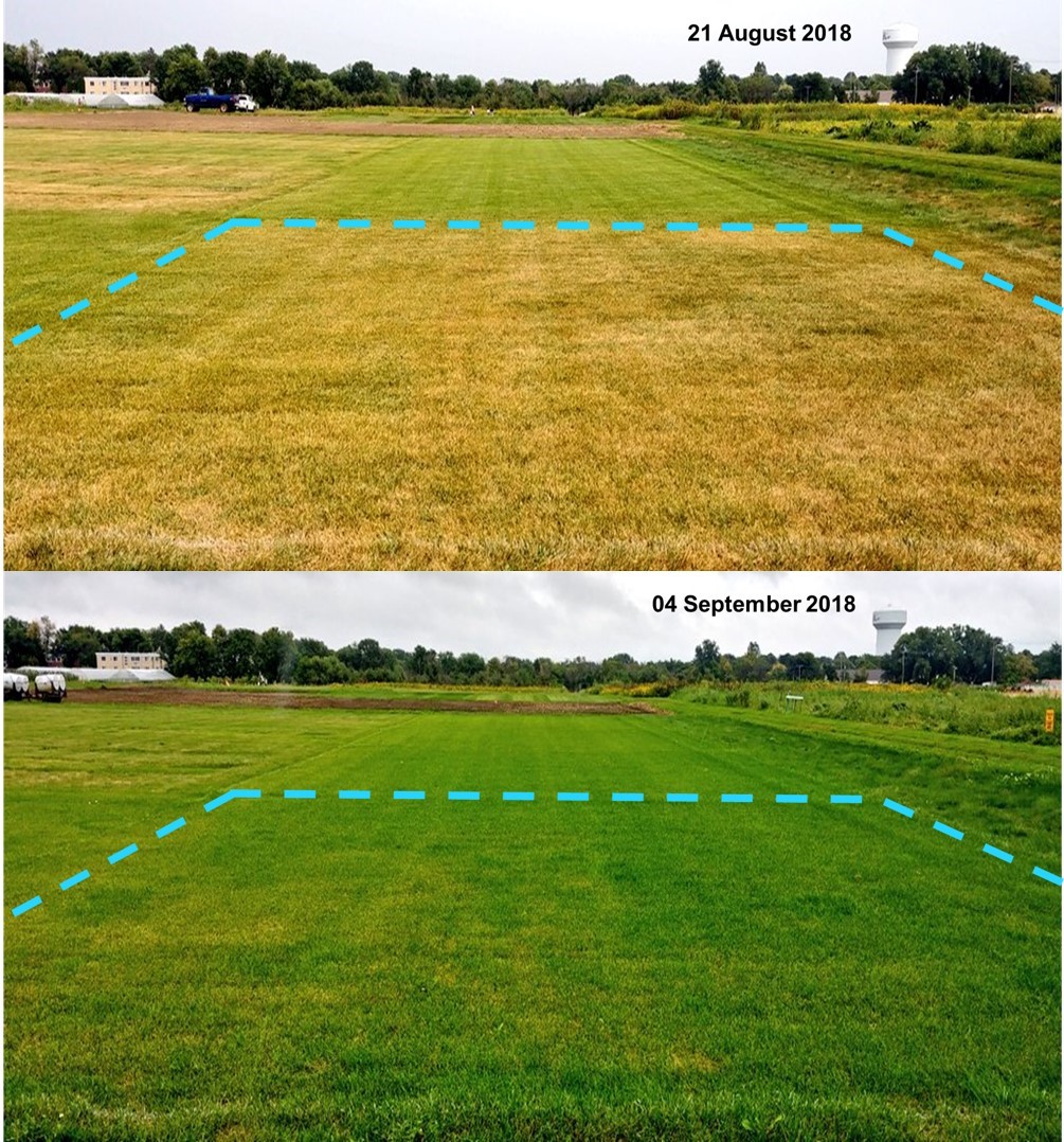 Non-irrigated plot with brown turf before receiving precipitation; after precipitation, the non-irrigated plots are mostly green 