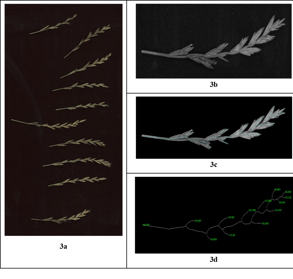 scanner image of grass panicles and an individual panicle in successive stages of branch distance determination
