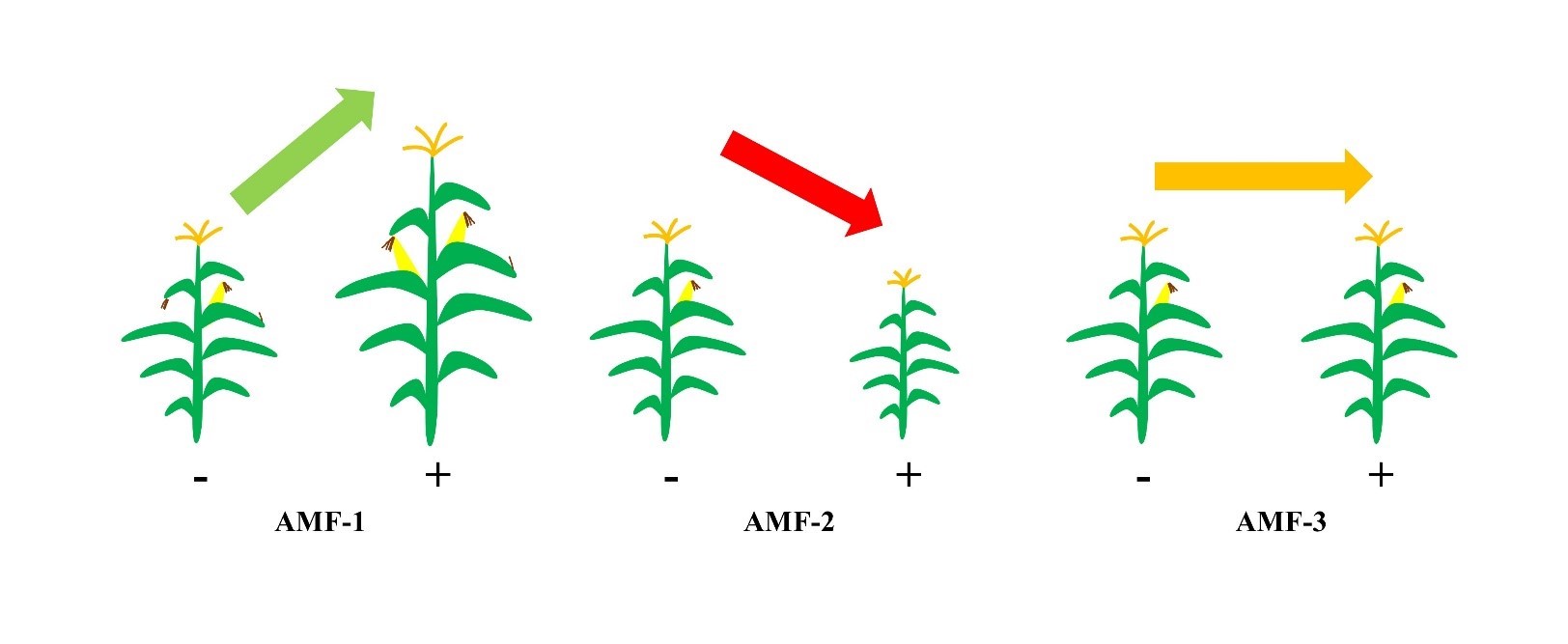 diagram of corn plants showing the effects of the absence or presence of AMF