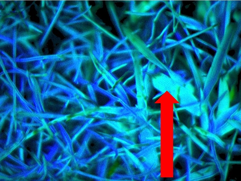 red arrow pointing to creeping bentgrass leaf