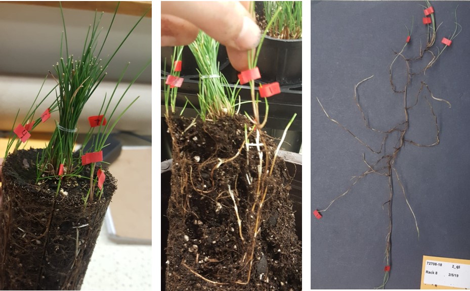 a series of three images - the first is of a fescue plant in a conetainer, the second shows the roots of a fescue plant in a profile and the third shows the roots removed from the soil 