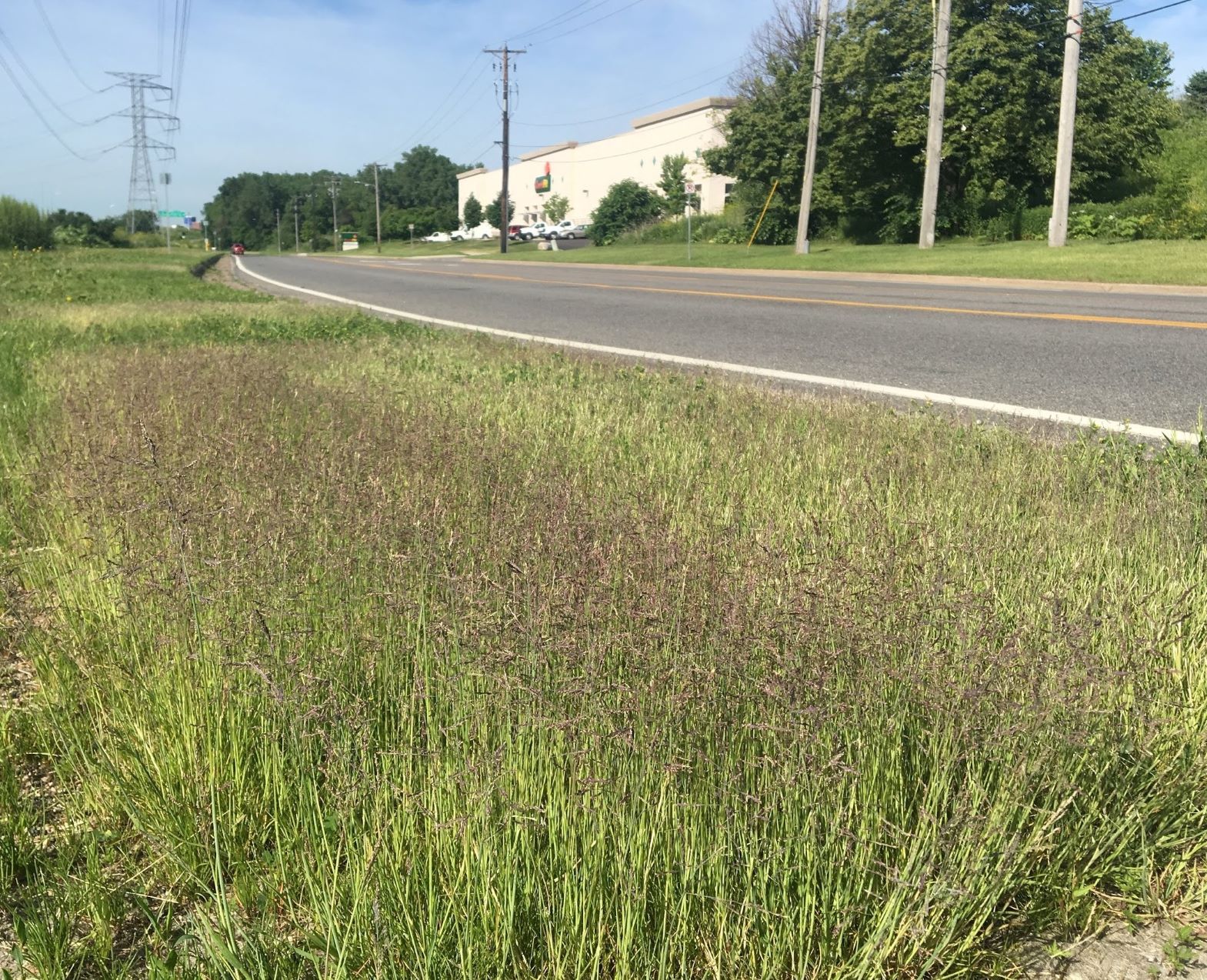 plot of alkaligrass along roadside