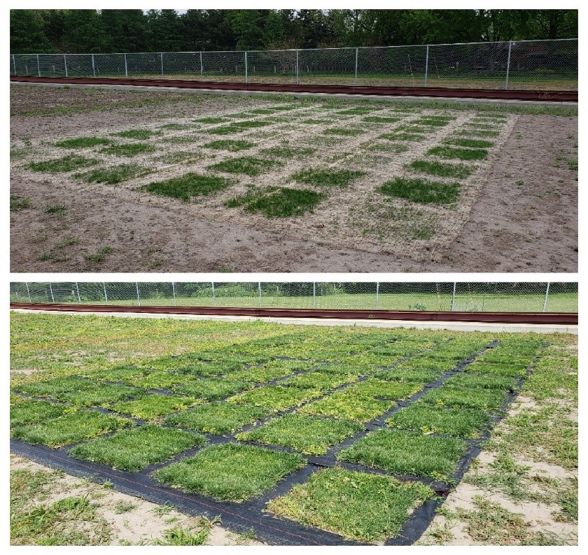 Research plots with sparse turf at top and the same research plots with the turf filled in