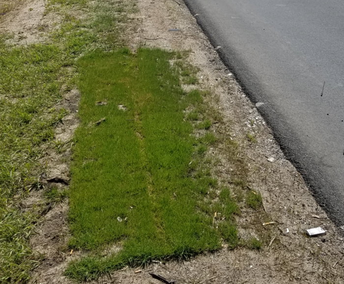 alkaligrass along a curb