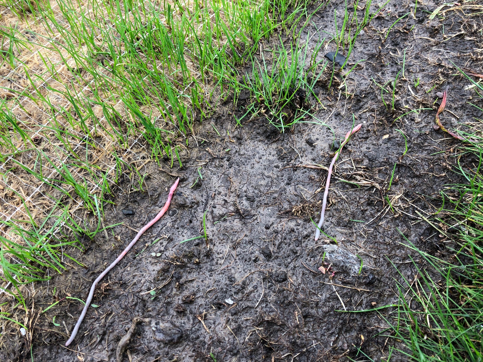 Two earthworms crawling over bare soil