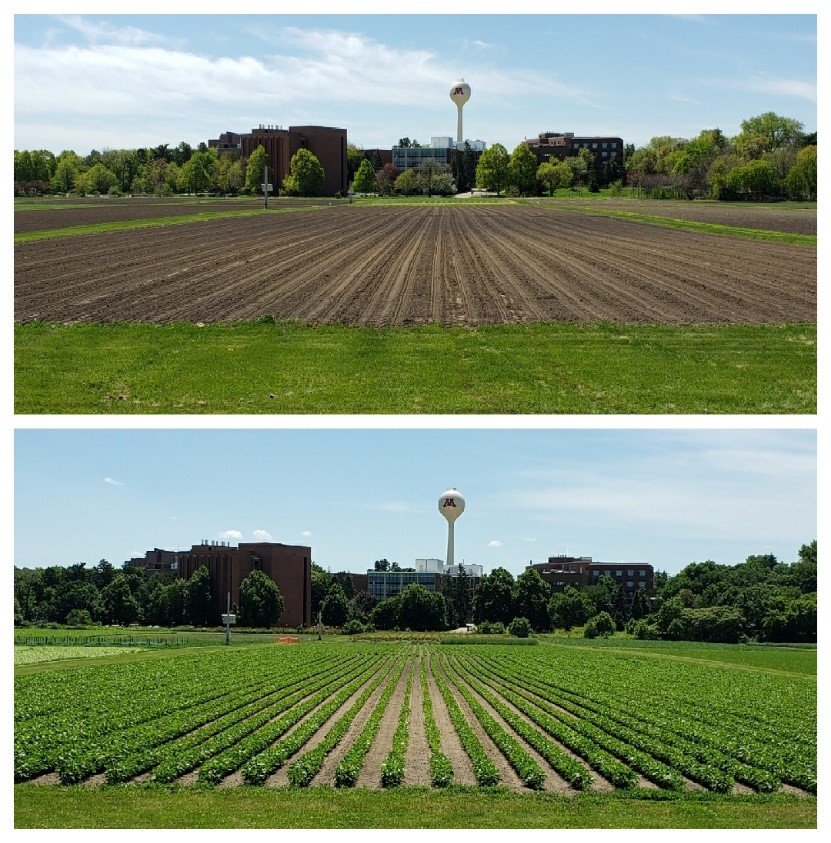 Field with bare soil at top and field with rows of soybeans at bottom