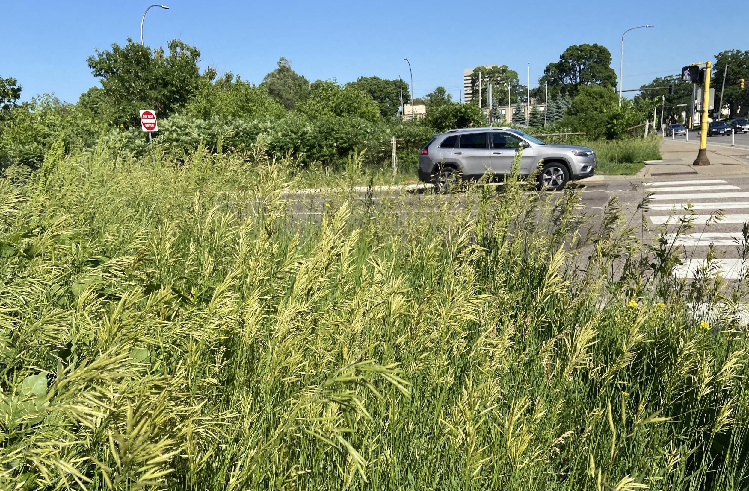 a stand of smooth brome growing along a roadside