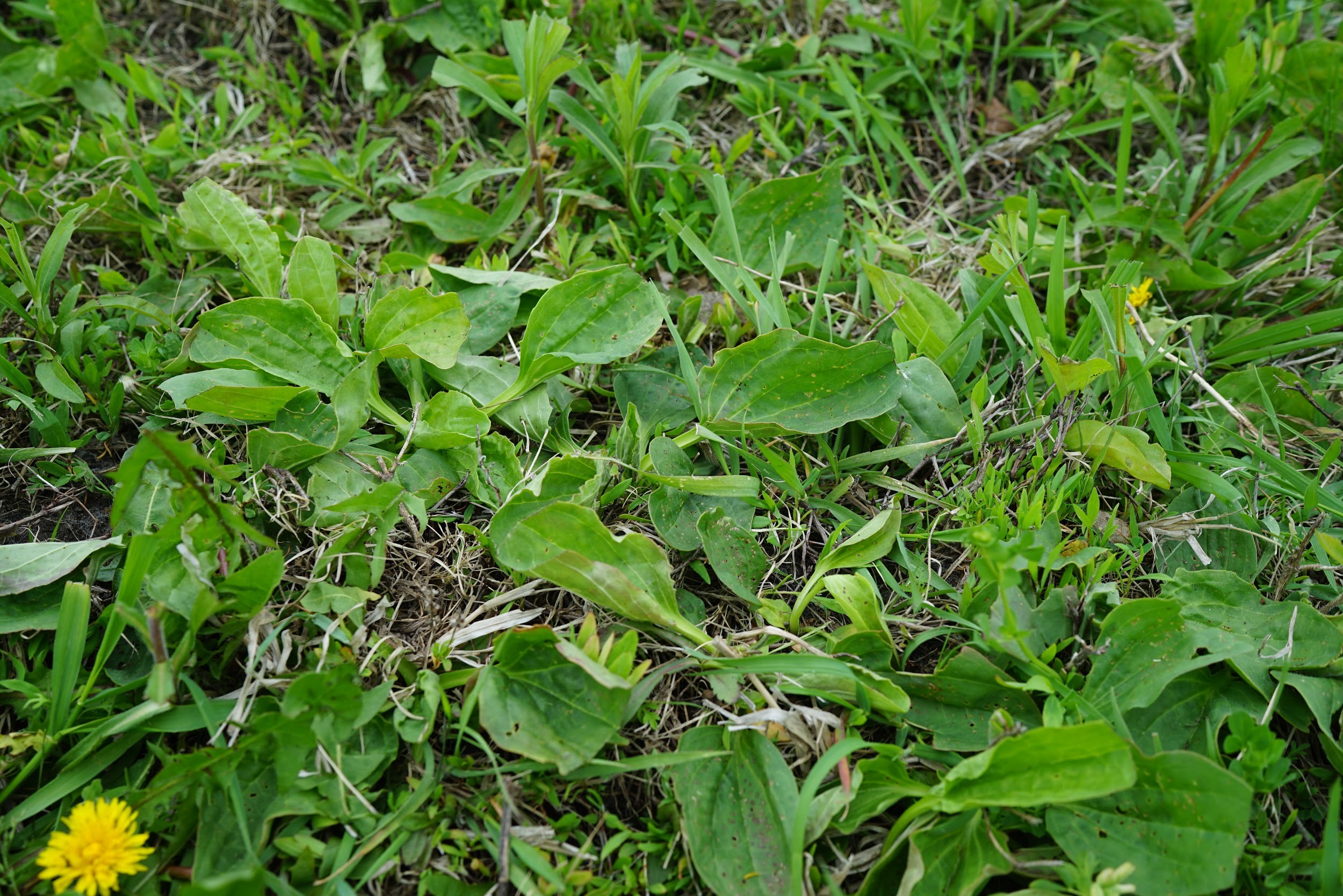 broadleaf plantain plants growing among other weeds