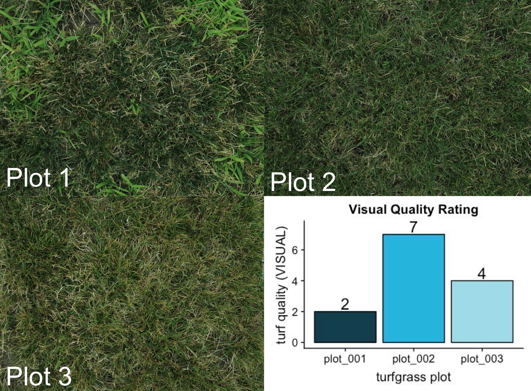 three perennial ryegrass plots of varying visual quality and one graph with the ratings of each of the plots