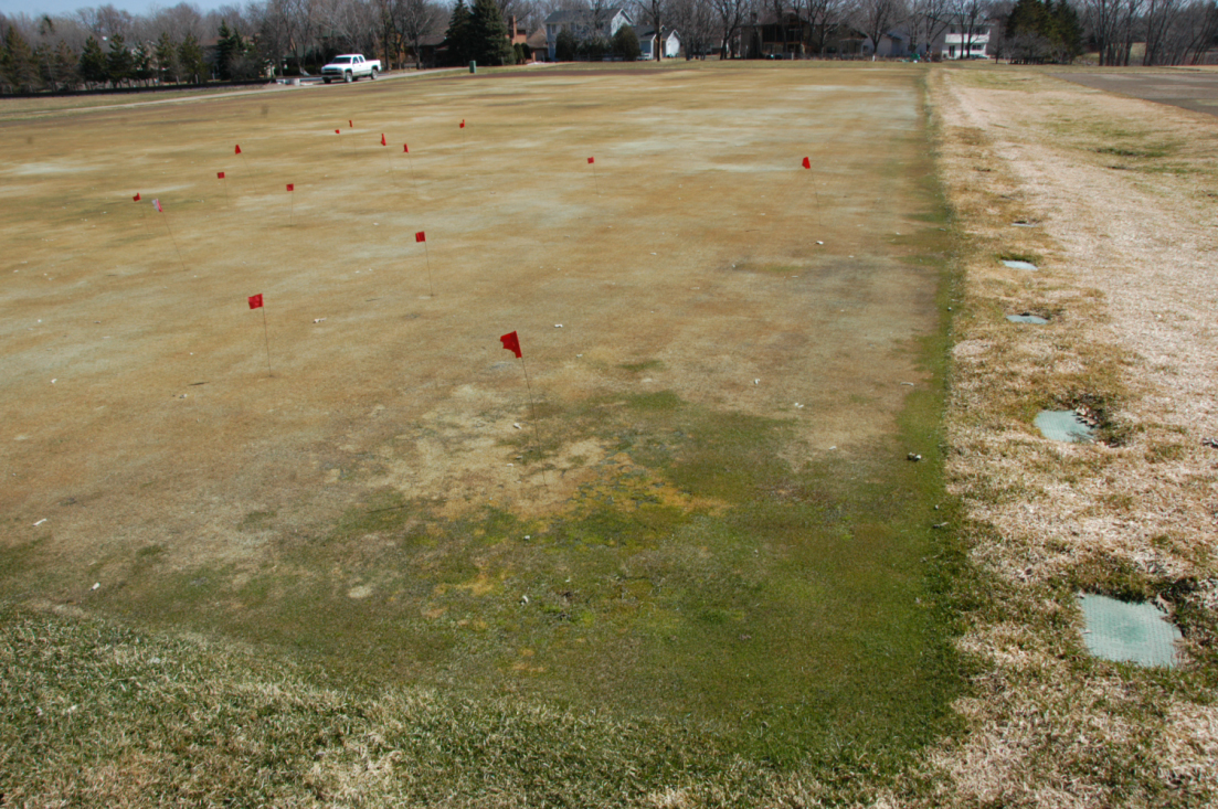 Field plots marked with flags showing dead brown creeping bentgrass