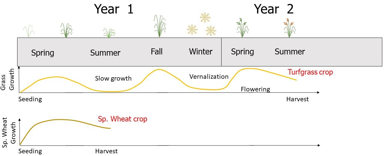 Growth patterns of intercropping system over years 1 and 2