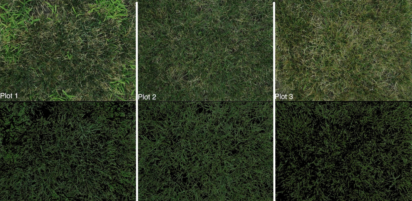 Original images of the three perennial ryegrass plots compared with the images with only healthy green turfgrass