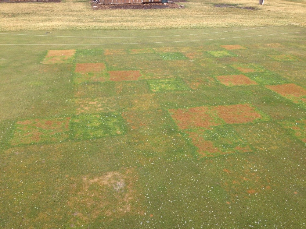 Square-shaped turf research plots with varying degrees of dead patches