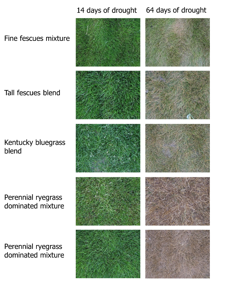 pictures of turfgrasses at 14 and 64 days of drought