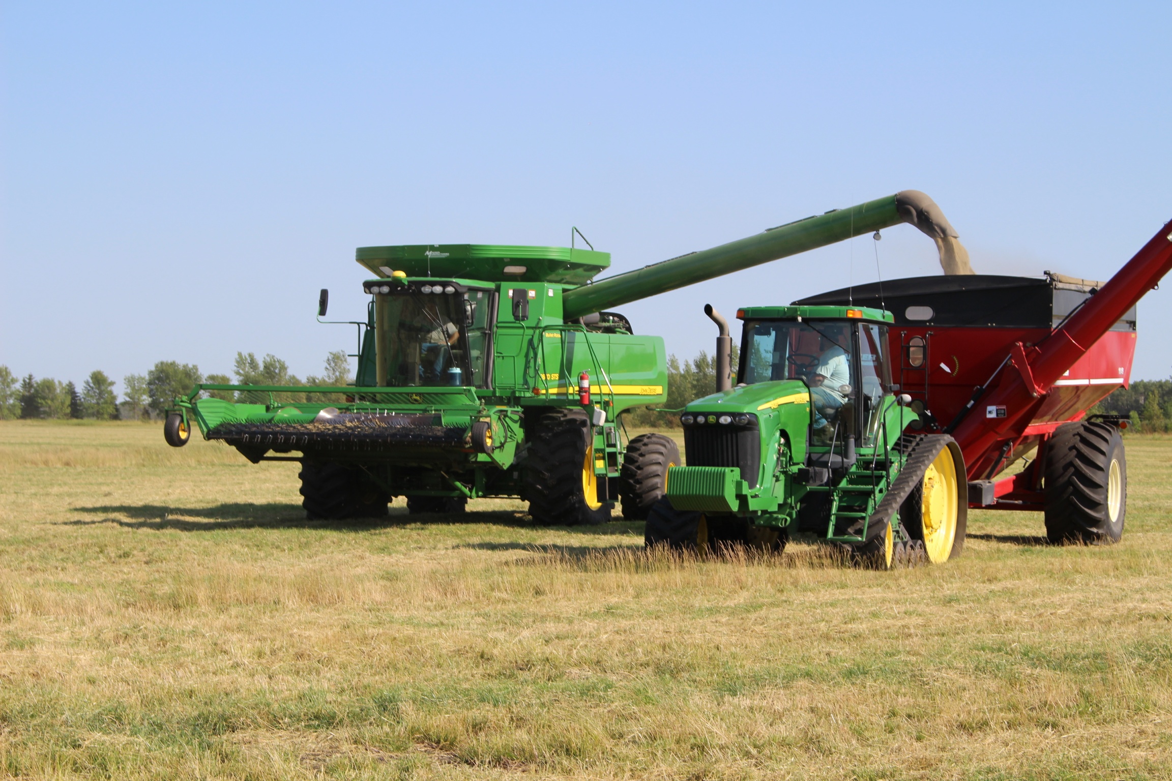 Combining swathed perennial ryegrass