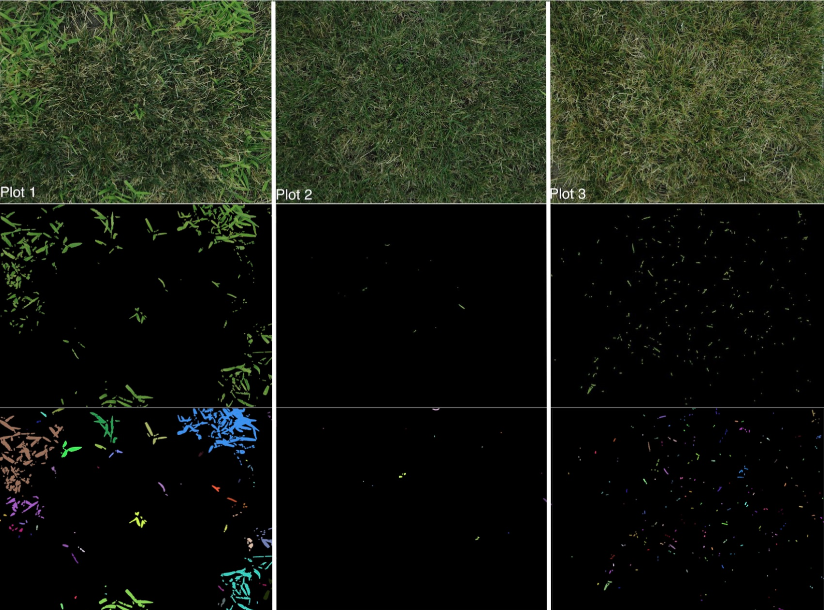Original images of the three perennial ryegrass plots compared with the images of crabgrass and also images of crabgrass clusters