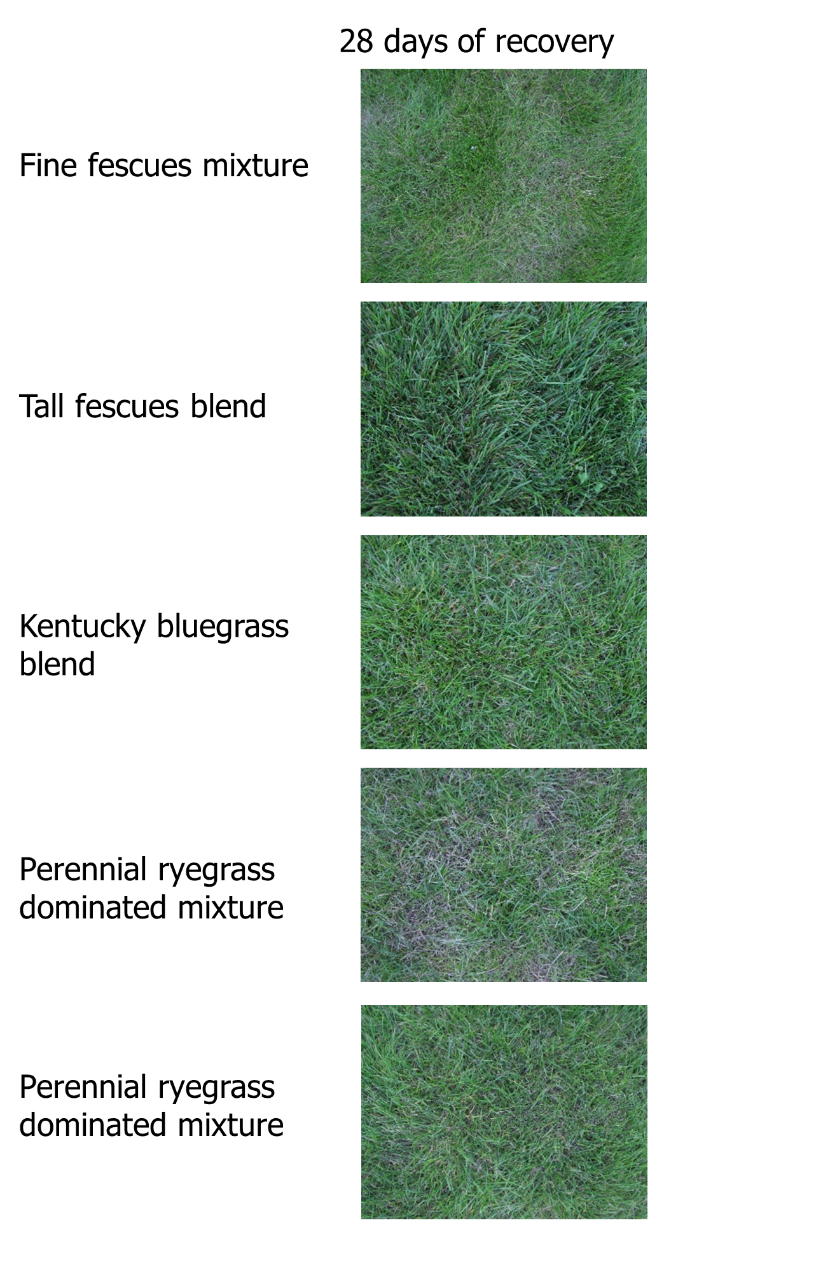 different turfgrasses at 28 days of recovery days of drought