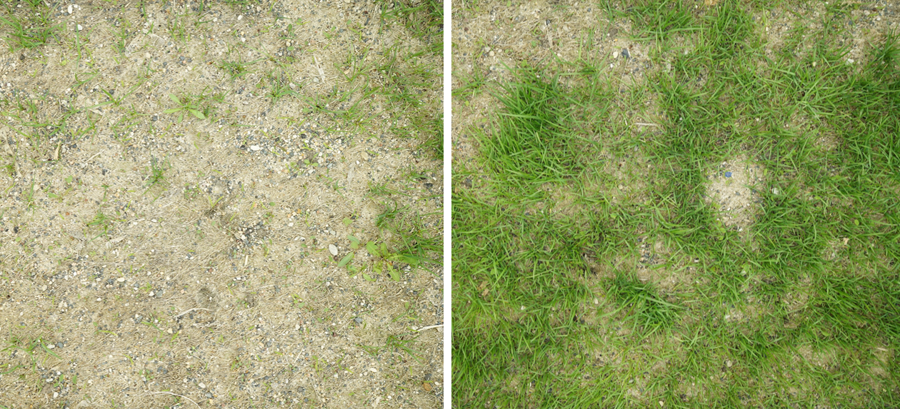 Sparsely growing turfgrass on left and turfgrass with more growth on right