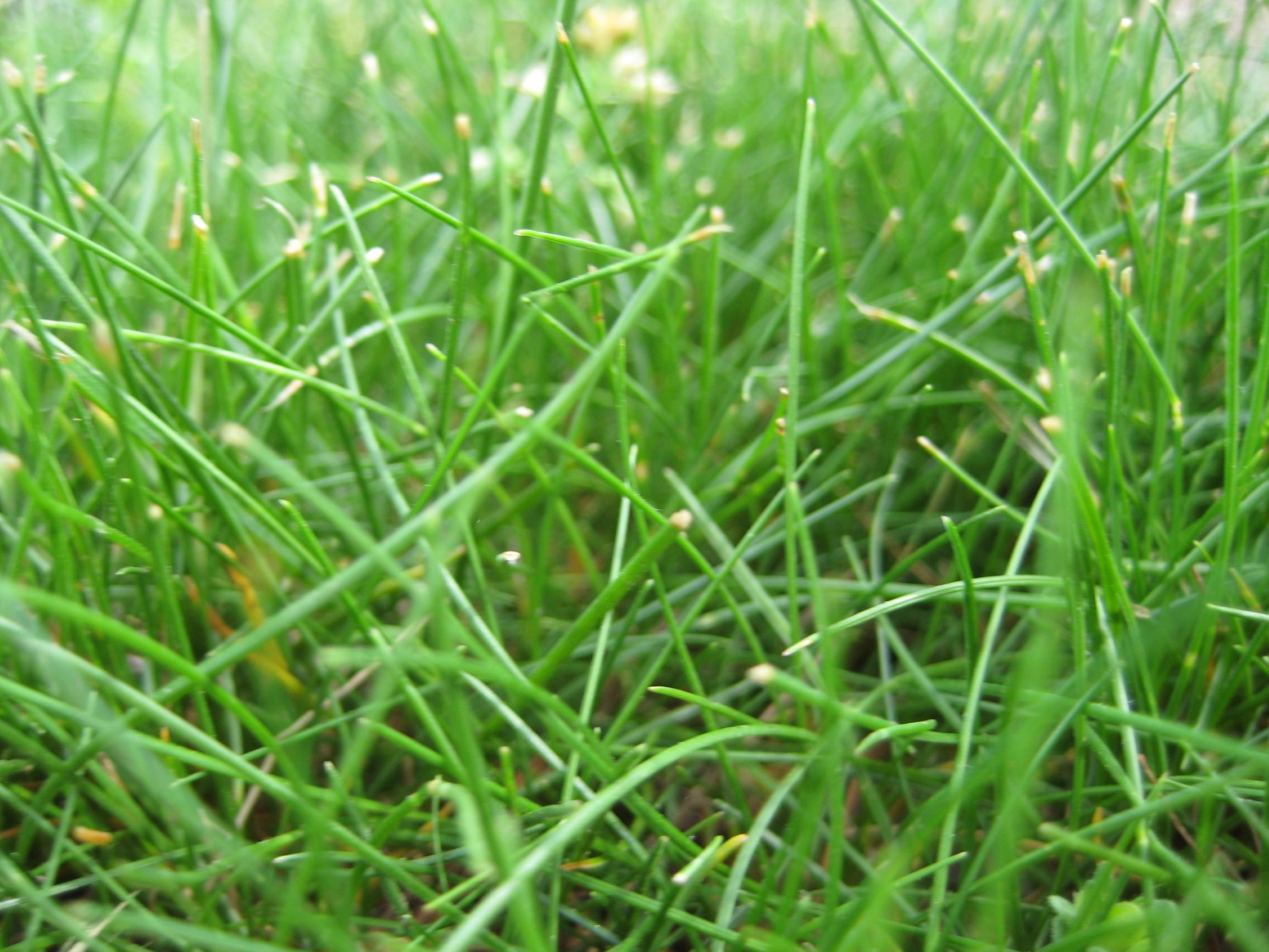 closeup of fine fescue turfgrasses