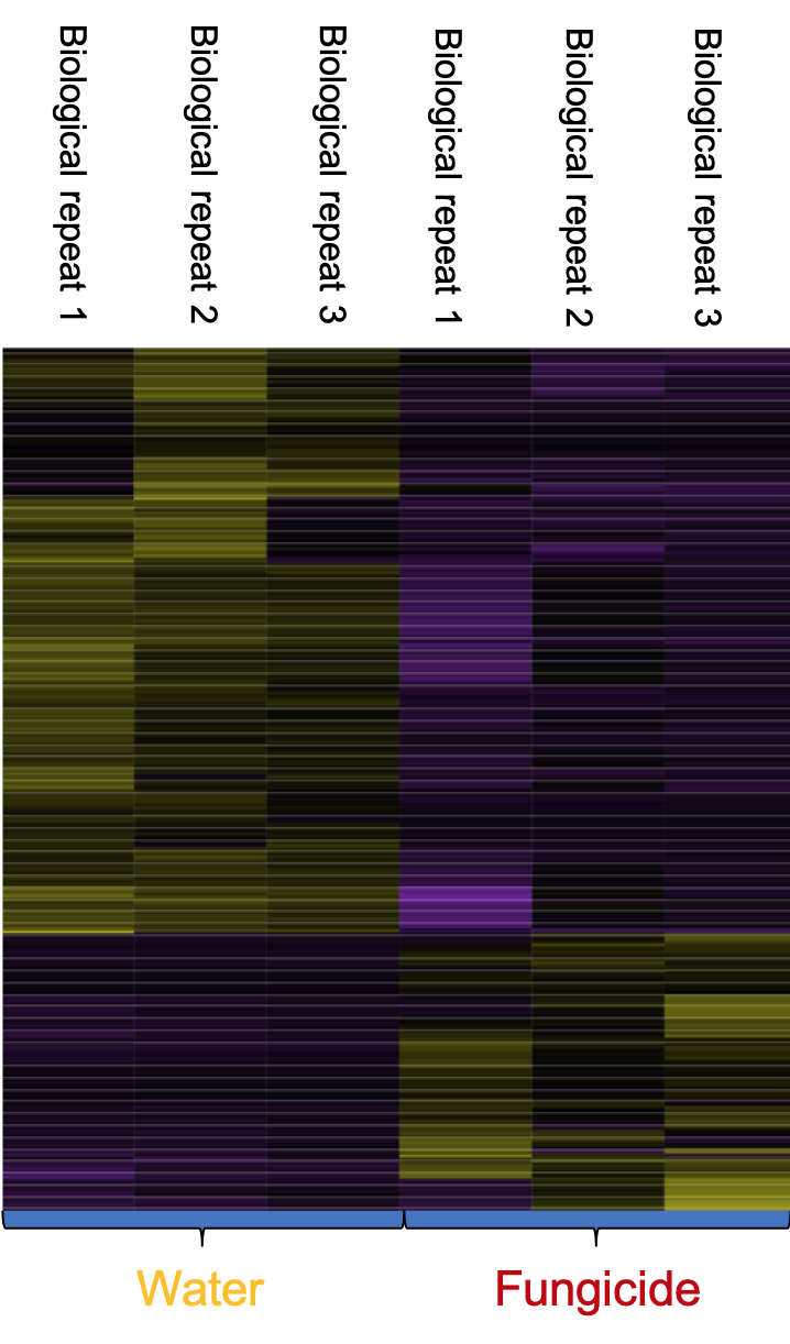 heat map with genes turned on (yellow) or off (purple) for a fescue turfgrass