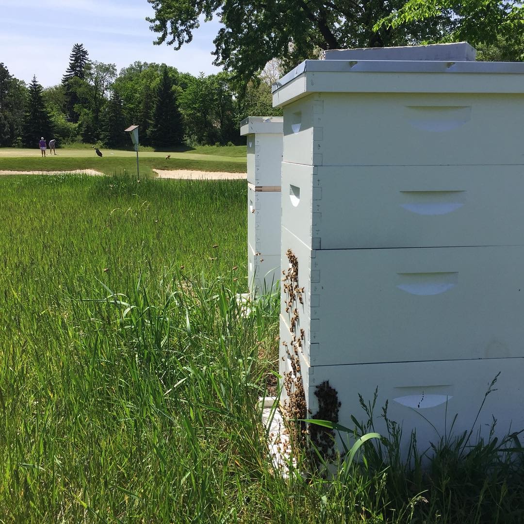 honey bee hives on a golf course