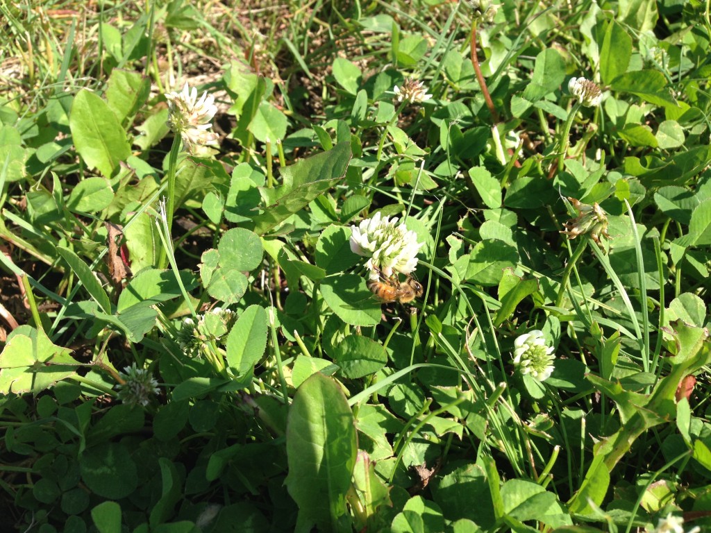 White clover and dandelion provide great early season forage for pollinators in lawns