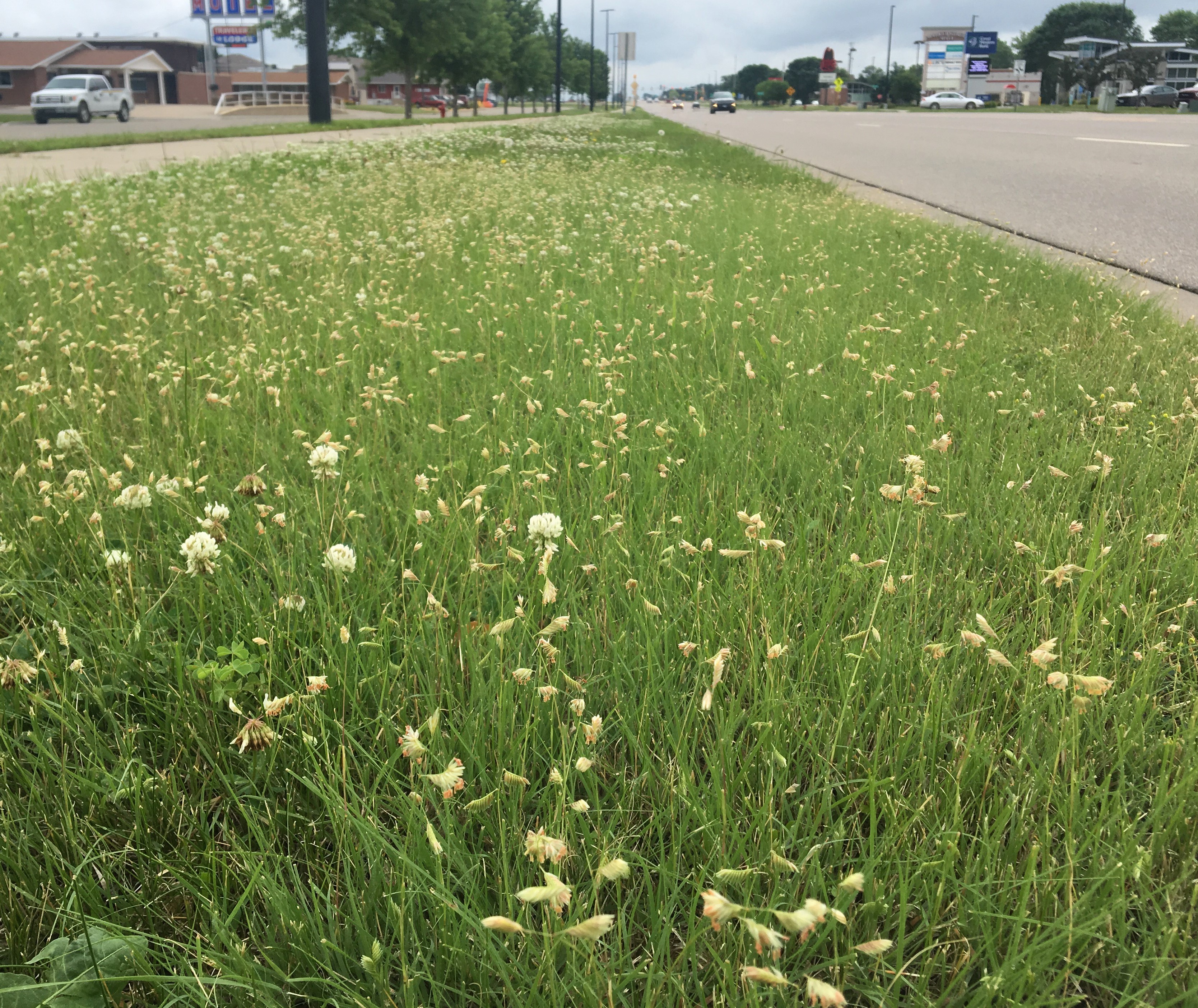 Buffalograss growing alongside a road