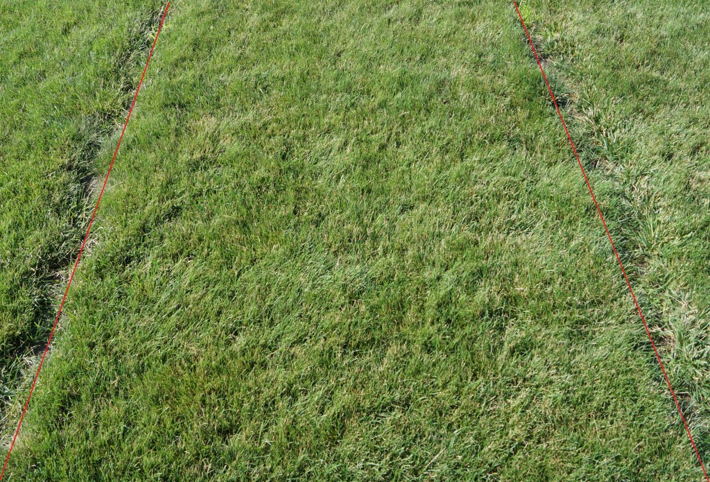 Seeding your lawn this fall? Here are some considerations (Part 2 of 2) Turfgrass Science