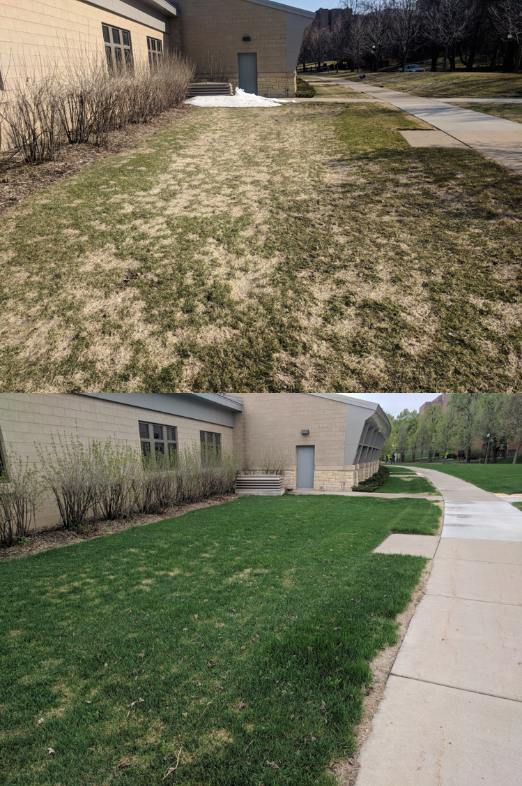 Before and after.  The top image shows a lawn with many brown patches and the bottom image shows a mostly green lawn. 