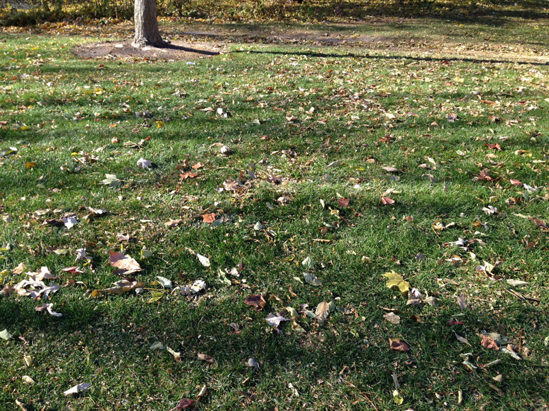 moderate level of leaves