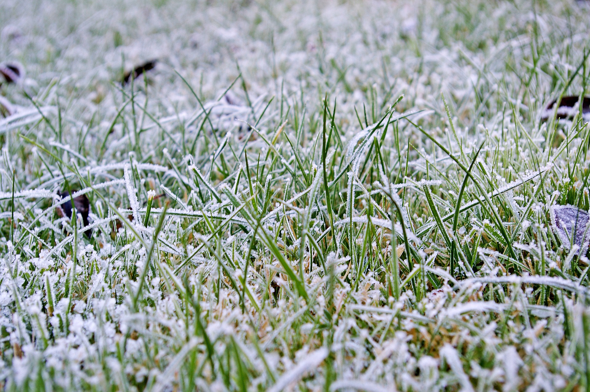 frost on a lawn