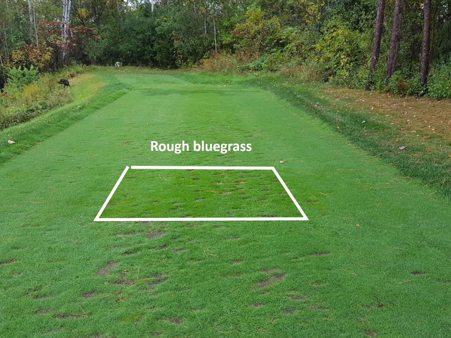 Rough bluegrass plot with better quality turf