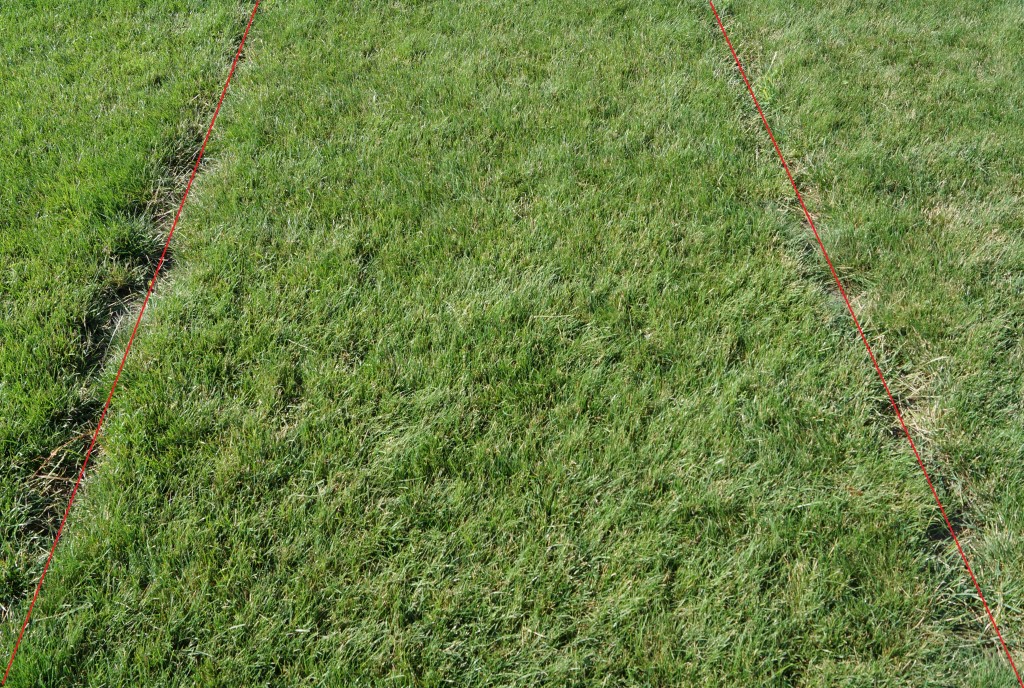 Seeding your lawn this fall? Here are some considerations (Part 2 of 2) Turfgrass Science