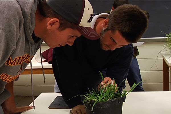 Students examining grass. 