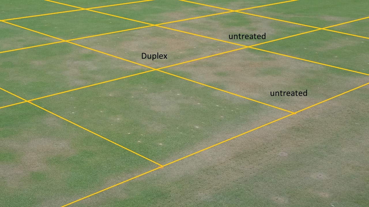 Turfgrass research plots with plots labeled as control and Duplex appearing similarly brownish relative to other plots