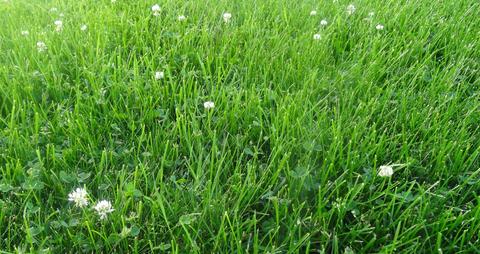 close up of a home lawn with some white clover